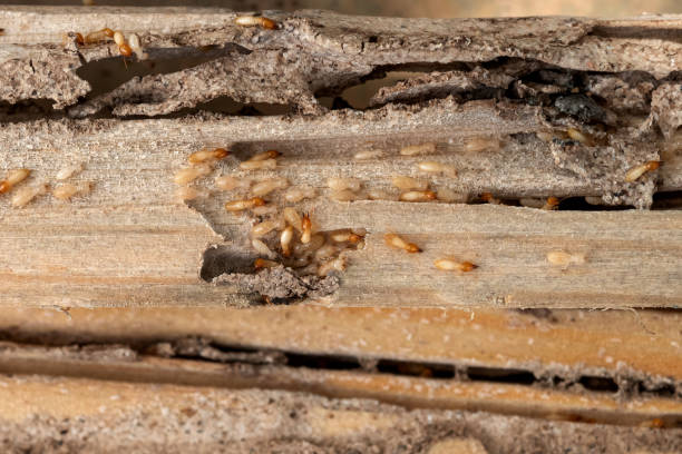 Pest Control for Restaurants in Harlan, IA