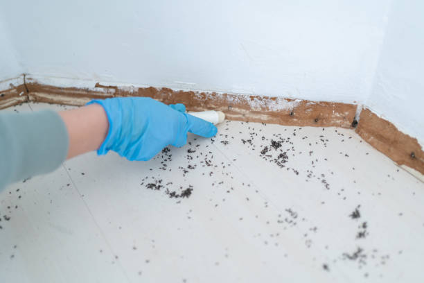 Best Ant Control Services  in Harlan, IA